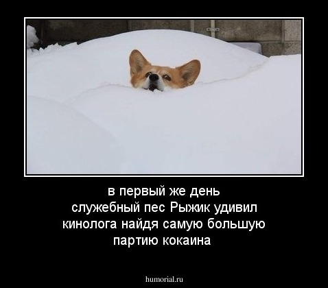 в первый же день служебный пес Рыжик удивил кинолога найдя самую большую партию кокаина