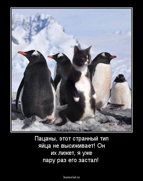 Пацаны, этот странный тип яйца не высиживает! Он их лижет, я уже пару раз его застал!