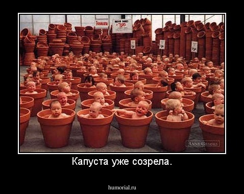 Капуста уже созрела.