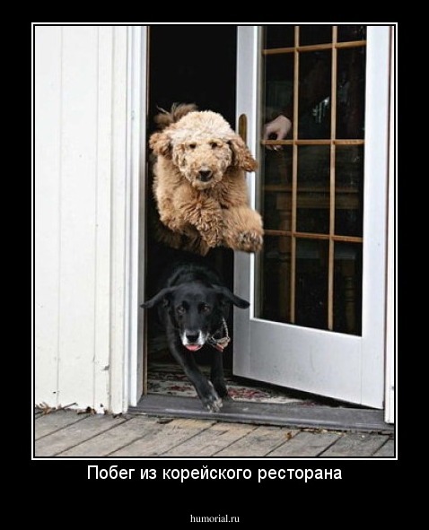 Побег из корейского ресторана