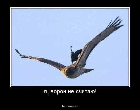 я, ворон не считаю!