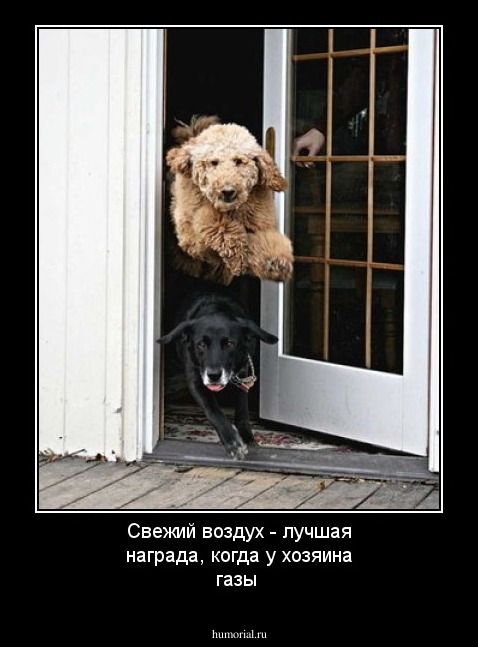 Свежий воздух - лучшая награда, когда у хозяина газы
