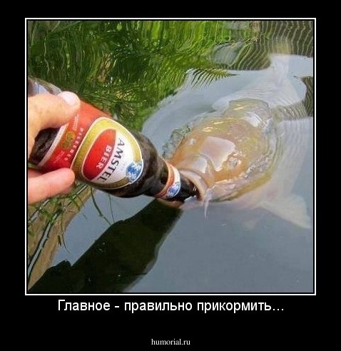 Главное - правильно прикормить...
