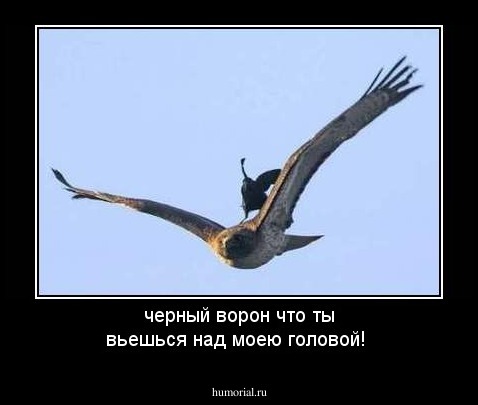 черный ворон что ты вьешься над моею головой!