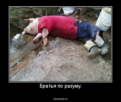 Братья по разуму.