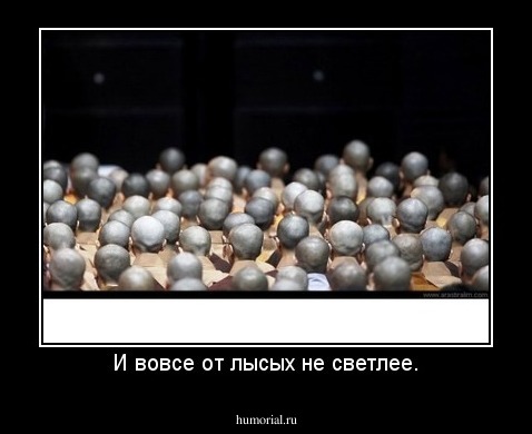 И вовсе от лысых не светлее.