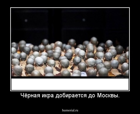 Чёрная икра добирается до Москвы.