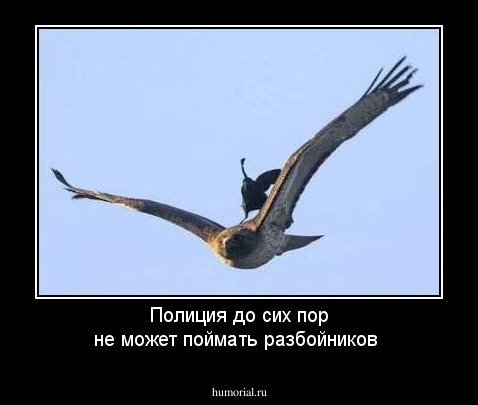 Полиция до сих пор не может поймать разбойников