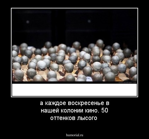 а каждое воскресенье в нашей колонии кино. 50 оттенков лысого
