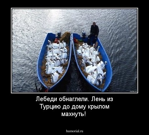 Лебеди обнаглели. Лень из Турцию до дому крылом махнуть! 
