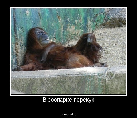 В зоопарке перекур