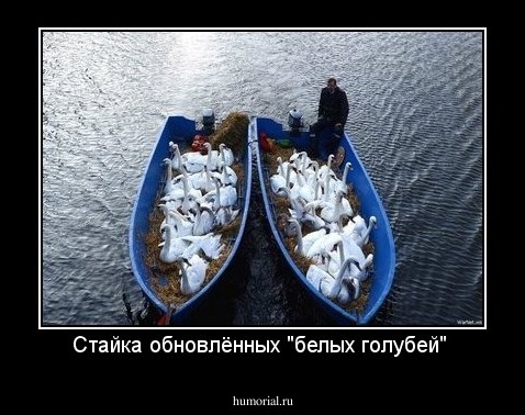 Стайка обновлённых "белых голубей" 