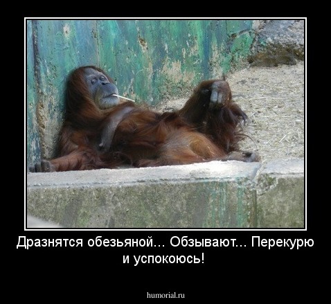 Дразнятся обезьяной... Обзывают... Перекурю и успокоюсь!