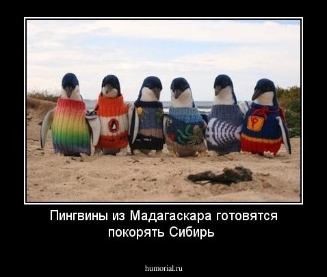 Пингвины из Мадагаскара готовятся покорять Сибирь