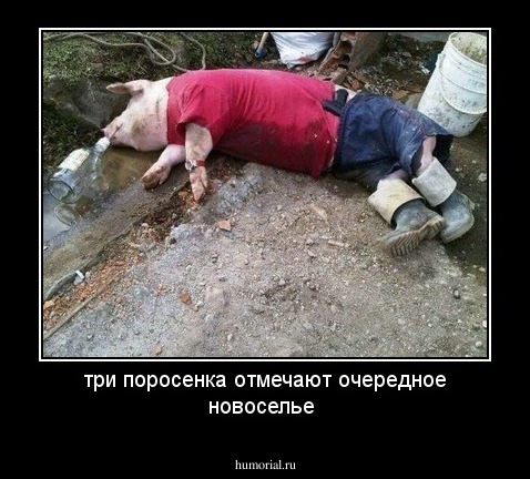 три поросенка отмечают очередное новоселье 