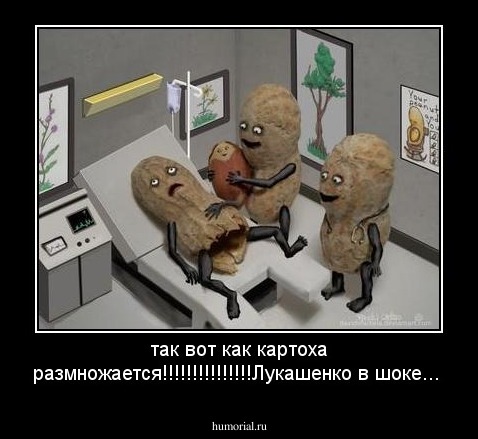 так вот как картоха размножается!!!!!!!!!!!!!!!Лукашенко в шоке...