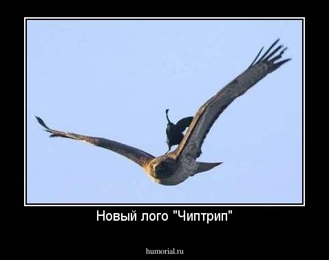 Новый лого "Чиптрип"