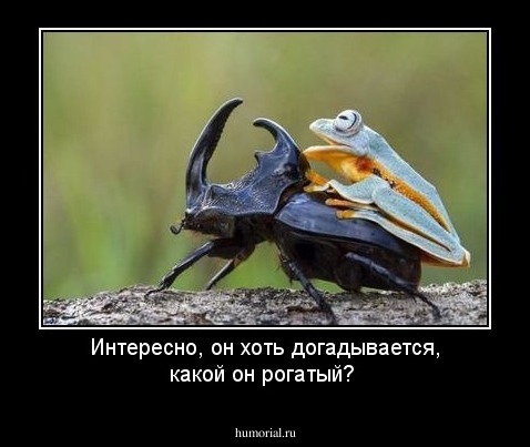 Интересно, он хоть догадывается, какой он рогатый?
