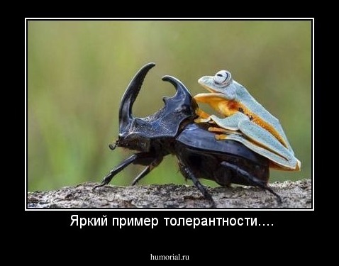  Яркий пример толерантности....