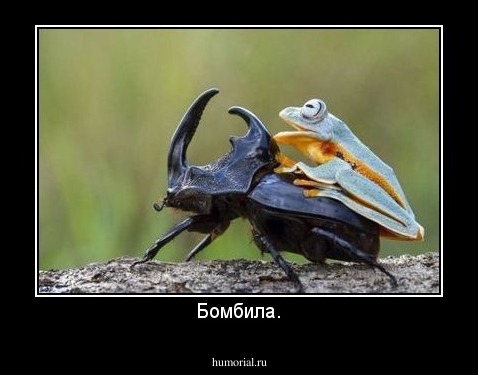 Бомбила.