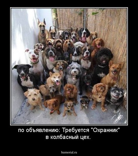 по объявлению: Требуется "Охранник" в колбасный цех.