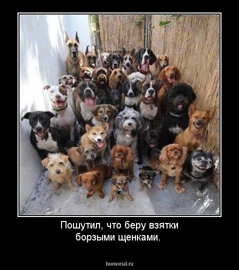 Пошутил, что беру взятки борзыми щенками.