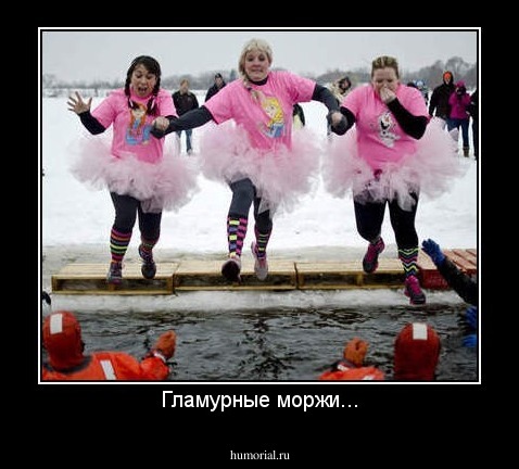 Гламурные моржи...