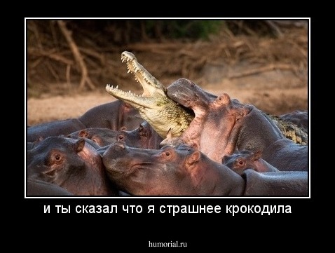 и ты сказал что я страшнее крокодила