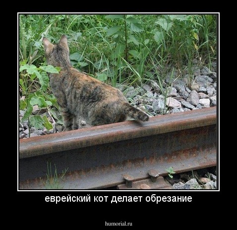 еврейский кот делает обрезание