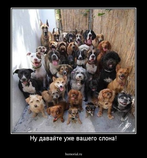 Ну давайте уже вашего слона!