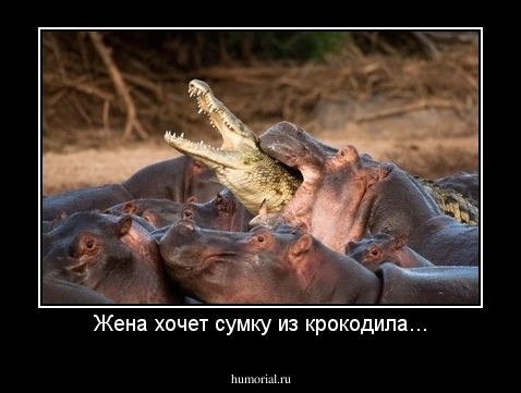 Жена хочет сумку из крокодила...