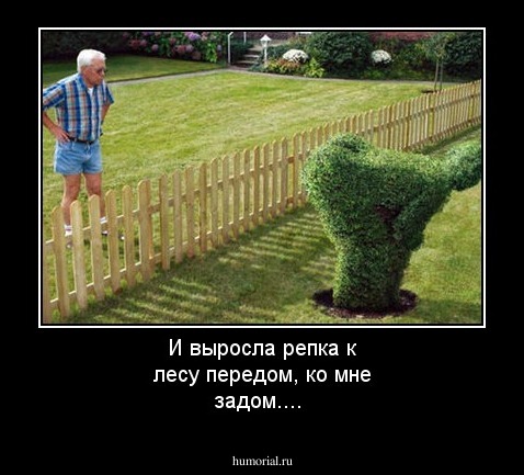 И выросла репка к лесу передом, ко мне задом....