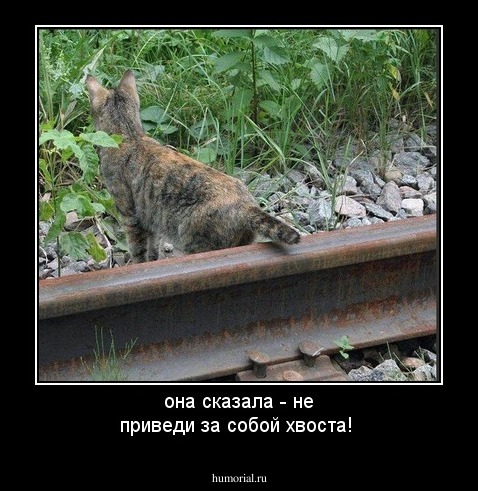 она сказала - не приведи за собой хвоста!