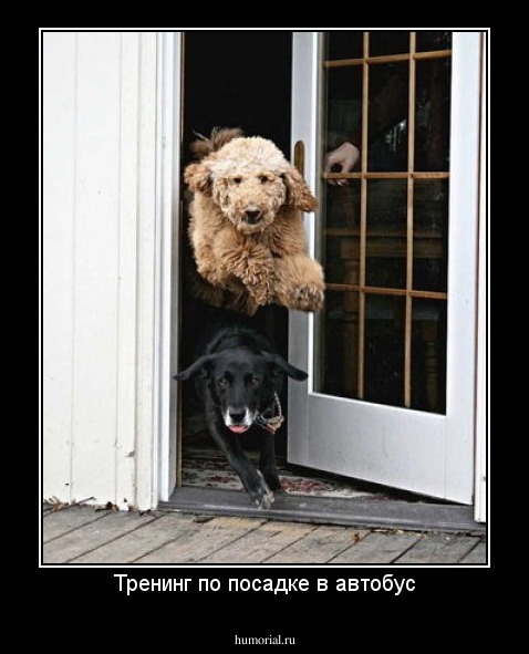 Тренинг по посадке в автобус