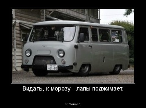 Видать, к морозу - лапы поджимает.