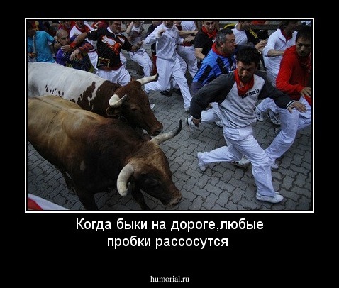 Когда быки на дороге,любые пробки рассосутся