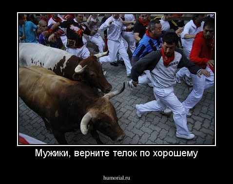 Мужики, верните телок по хорошему