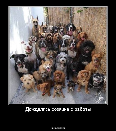Дождались хозяина с работы
