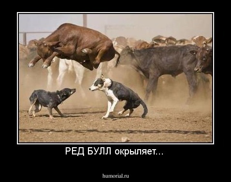 РЕД БУЛЛ окрыляет... 