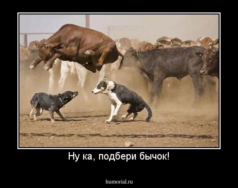 Ну ка, подбери бычок!