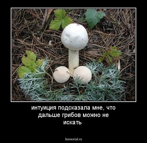 интуиция  подсказала мне,  что  дальше грибов  можно  не искать