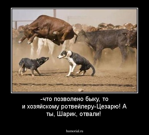 -что позволено быку, то и хозяйскому ротвейлеру-Цезарю! А ты, Шарик, отвали!