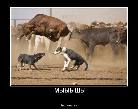 -МЫЫЫШЬ!