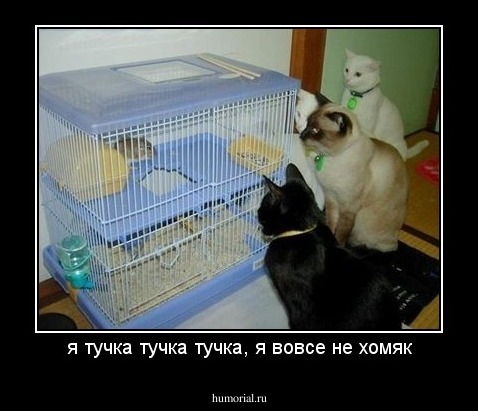 я тучка тучка тучка, я вовсе не хомяк