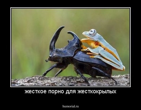 жесткое порно для жесткокрылых