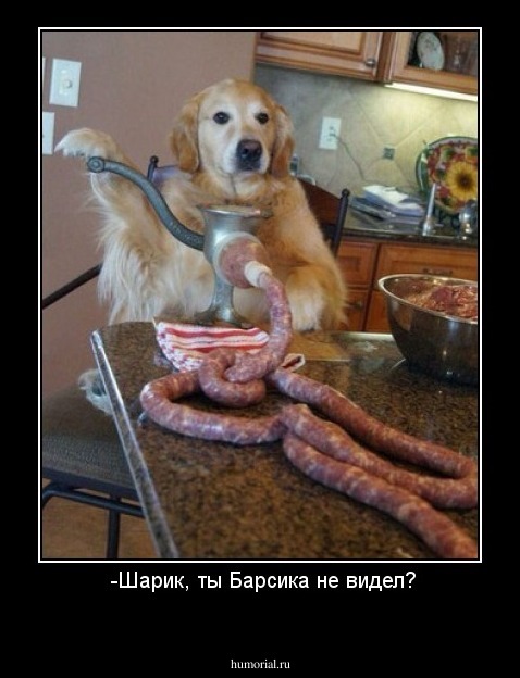  -Шарик, ты Барсика не видел?
