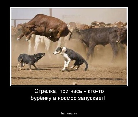 Стрелка, пригнись - кто-то бурёнку в космос запускает!