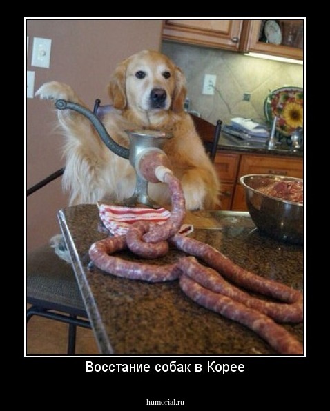 Восстание собак в Корее