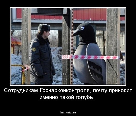 Сотрудникам Госнарконконтроля, почту приносит именно такой голубь.