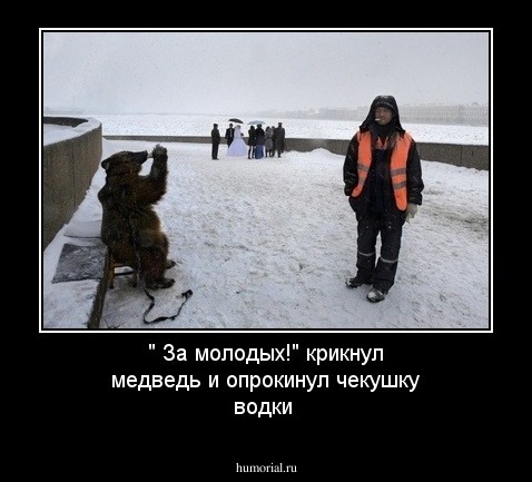 " За молодых!"  крикнул медведь и опрокинул чекушку водки